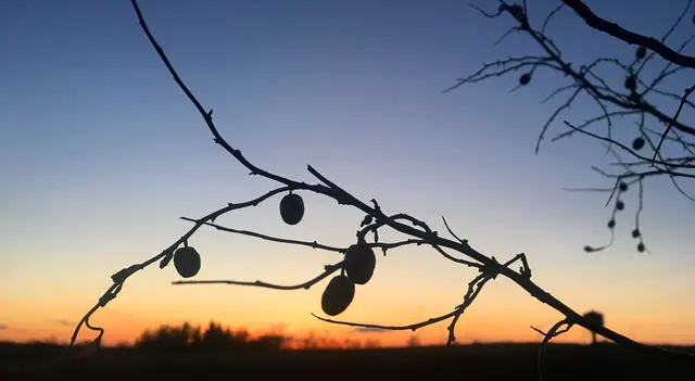 Sunset through branches on the prairie
