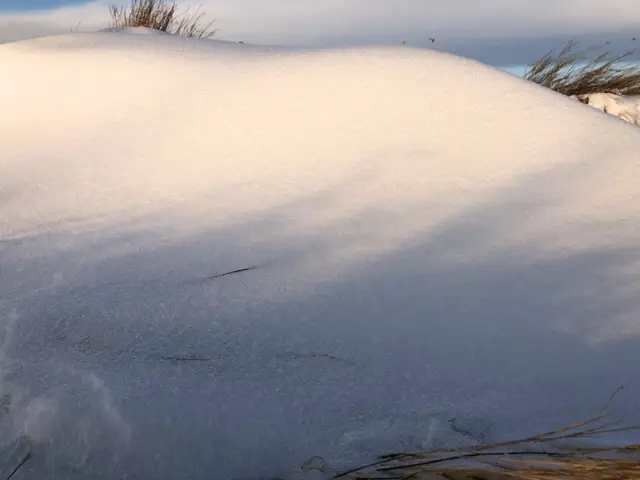Snow dune with dry grass